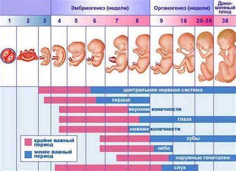 Взаимосвязь органов ребенка на 16-ой неделе беременности и их расположение