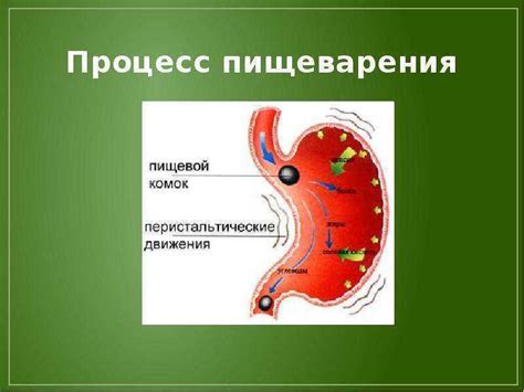 Взаимосвязь пищеварения и усвоения полезных веществ