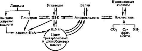 Взаимосвязь ржаных отрубей и обмена веществ