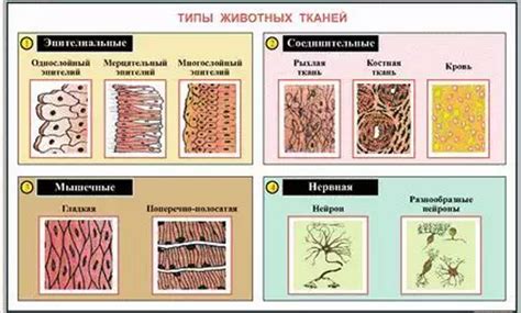 Виды лапок у животных и их роли в их функции