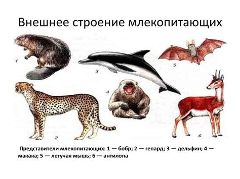 Виды пищевых предпочтений у различных видов млекопитающих