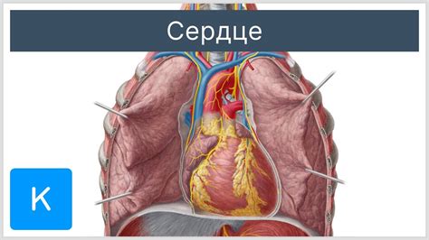 Виды сердец