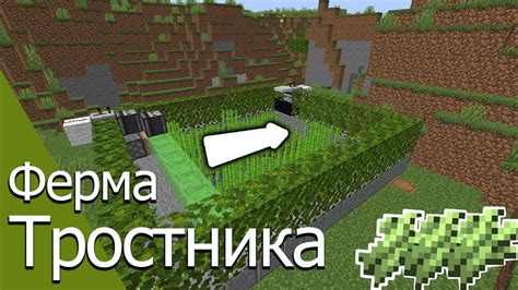 Виды тростника, произрастающие в Майнкрафте