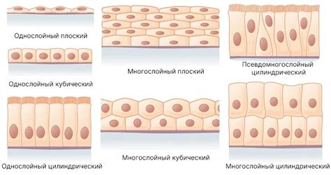 Виды эпителиальной ткани
