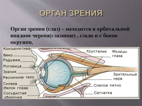 Виктория Водзянова - талантливая модель, преодолевающая ограничения слуха и зрения.