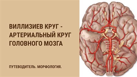 Виллизиев круг в головном мозге: суть и механизм функционирования