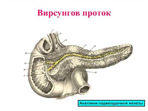 Вирсунгов проток: определение и сущность