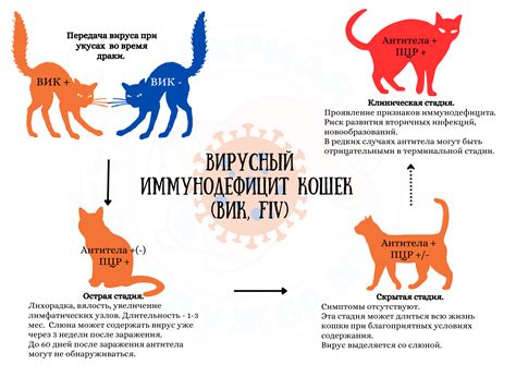 Вирусный иммунодефицит кошек