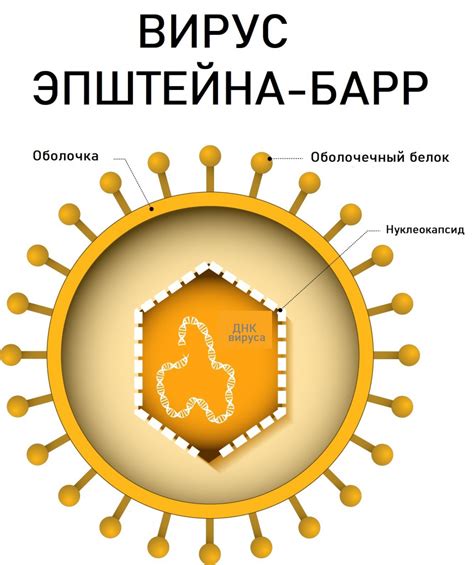 Вирус Эпштейна-Барр: история и распространение