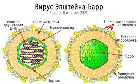 Вирус Эпштейн-Барр: этиология и распространение