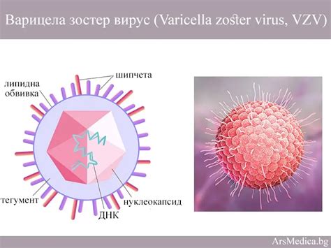 Вирус варицелла зостер и его характеристики
