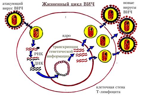 Вирус иммунодефицита человека: понятие, причины распространения и влияние