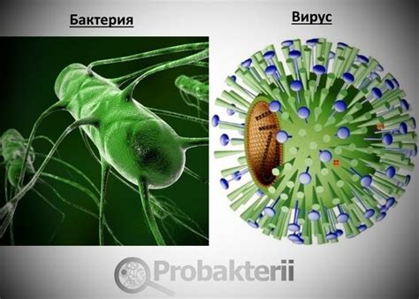 Вирус и бактерия: главные характеристики и отличия