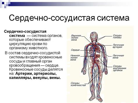 Витамин Б12 и сердечно-сосудистая система