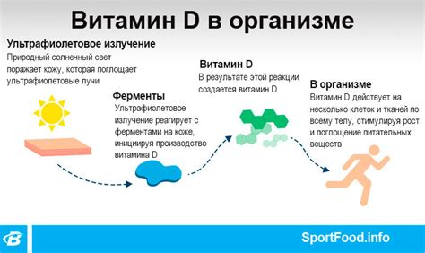 Витамин D: процесс образования в организме