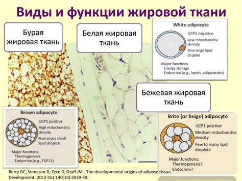 Витамин L-карнитин и жировая ткань