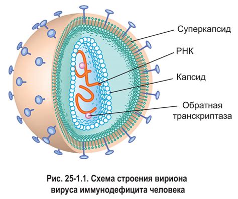 Вич и гепатит: особенности вирусов и их различия