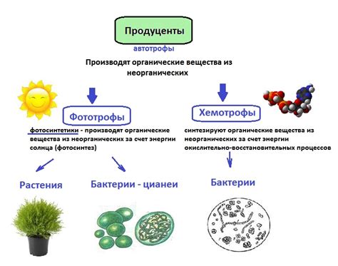 Вклад клеток спирогиры и растений в устойчивость экосистемы