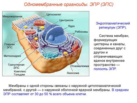 Вклад цитоплазмы в синтез протеинов