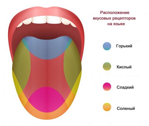 Вкусовые рецепторы: секреты наслаждения