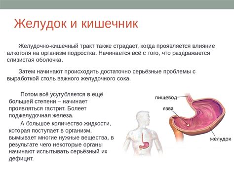 Влияние Витаминов Ундевит на пищеварительную систему