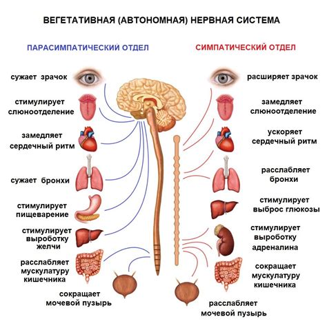 Влияние азота на работу нервной системы и мозг