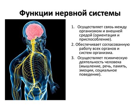 Влияние алкогольного напитка на функции мозга и нервной системы