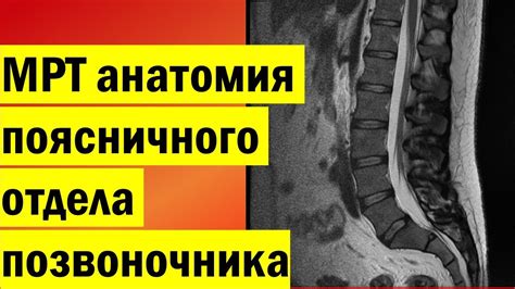 Влияние анатомических особенностей женского организма на положение поясничного отдела позвоночника