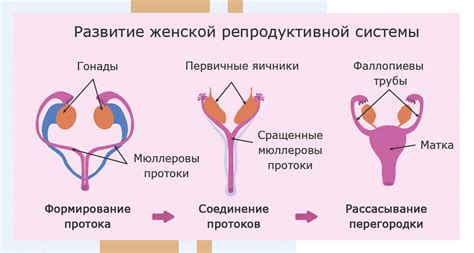 Влияние антибиотиков на функционирование женской репродуктивной системы