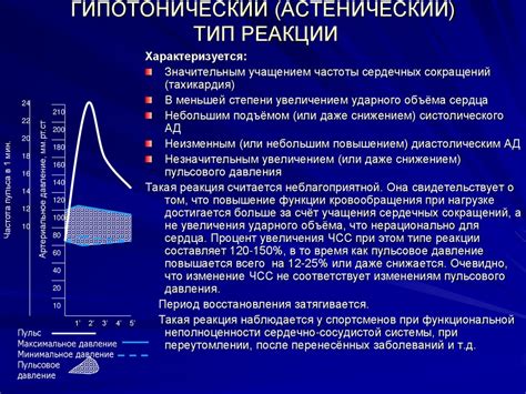 Влияние антиоксиданта на функцию сердечно-сосудистой системы