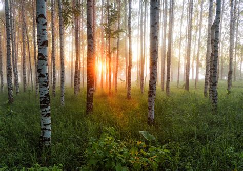 Влияние березовых рощ в искусстве и литературе: вдохновение и магия природы