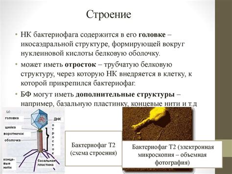 Влияние биологических факторов на возникновение и развитие эмоциональной сферы