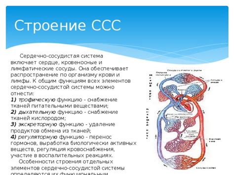 Влияние биологически активных веществ на здоровье сердечно-сосудистой системы