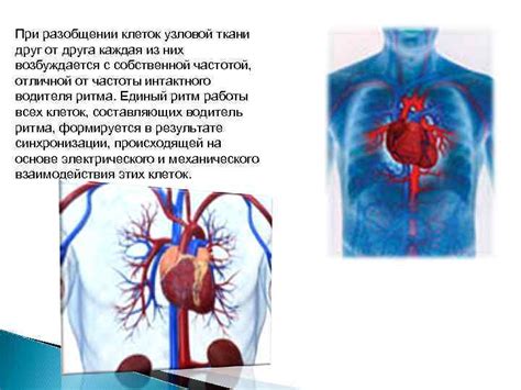 Влияние валерьянки на сердце и кровообращение: факты и ложь