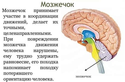 Влияние вестимо-подкорково-рецептивных полюсов на координацию движений