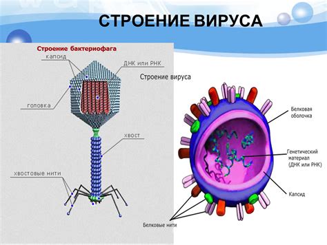 Влияние вируса и бактерии на организм