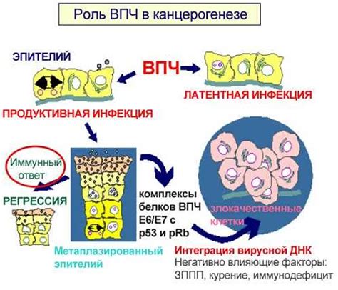 Влияние вируса папилломы на скорость формирования новых аномалий