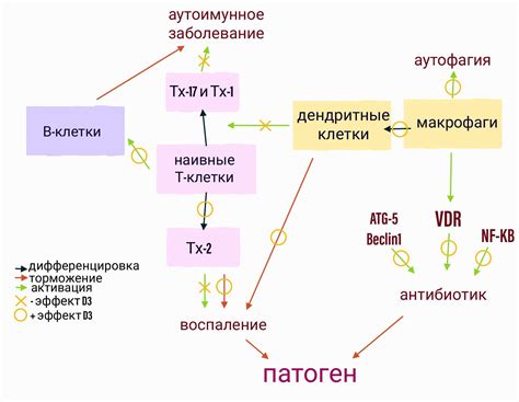 Влияние витамина D на иммунную систему