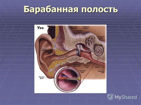 Влияние внешних факторов и нарушений внутренней среды на состояние уха