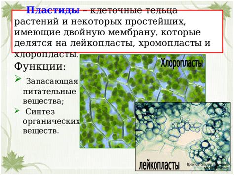 Влияние внешних факторов на клеточные процессы спирогиры и растений