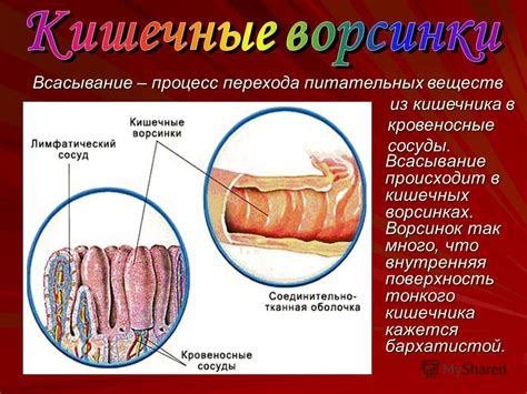 Влияние ворсинок на процесс формирования крови