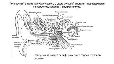 Влияние высокой интенсивности звуковых волны на внутренние компоненты слуховой системы