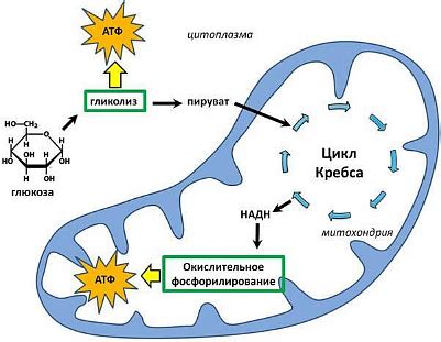 Влияние газообмена на энергетический обмен у амебы