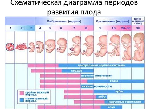 Влияние генетики и наследственности на развитие плода в матчасти