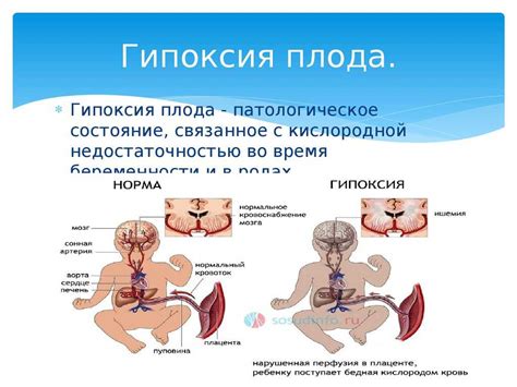 Влияние гипоксии на организмы взрослых и новорожденных