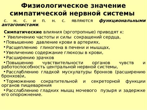 Влияние гладкой мускулатуры на работу нервной системы