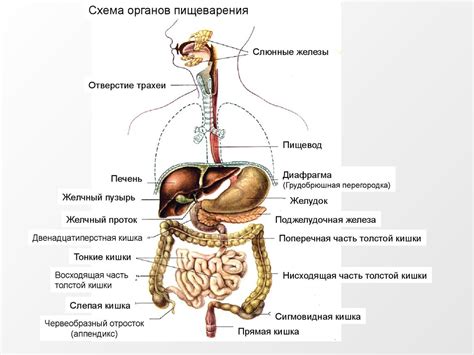 Влияние глюкозы на функционирование органов пищеварительной системы