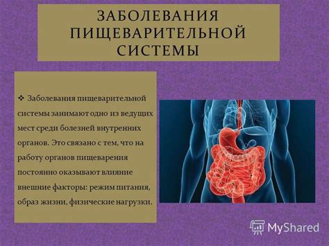 Влияние гречки на работу системы пищеварения