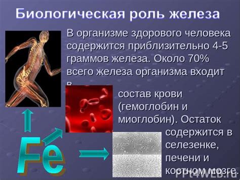Влияние железа сульфата на организм: благотворные свойства и нежелательные эффекты