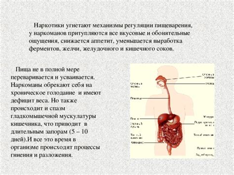 Влияние желчи на процесс разложения крахмала в организме